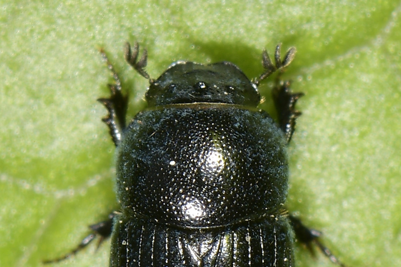 Aphodiidae: Aphodius sp?  No, Agrilinus convexus, maschio